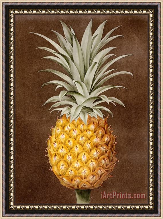 George Brookshaw Pineapple Framed Painting