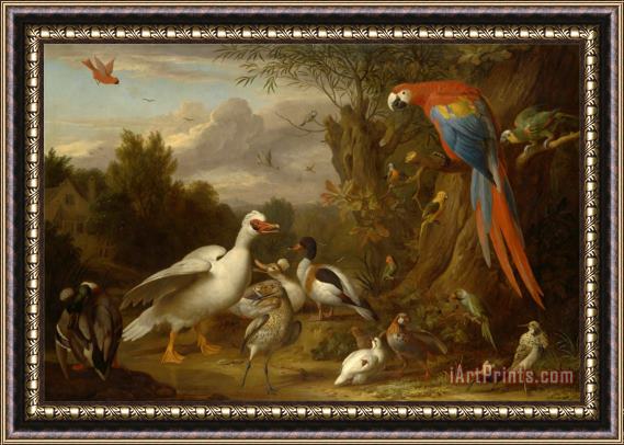 Jacob Bogdani A Macaw, Ducks, Parrots And Other Birds in a Landscape Framed Painting