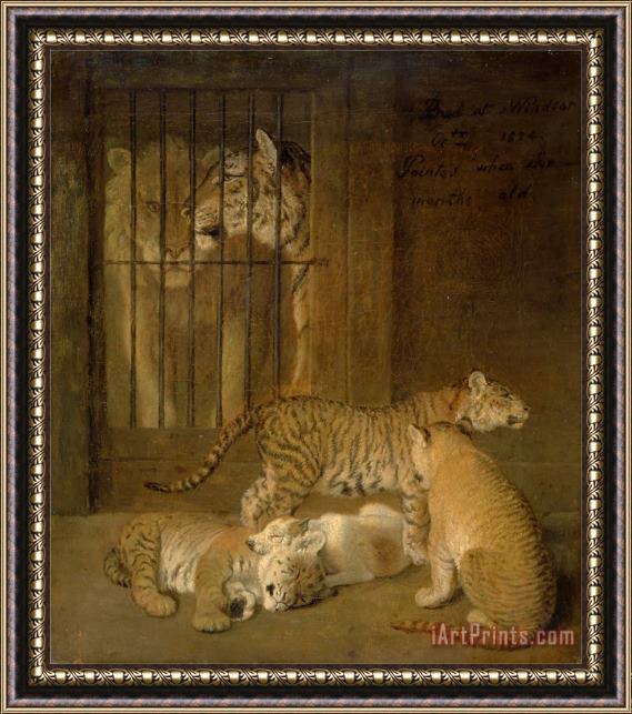 Jacques-Laurent Agasse Group of Whelps Bred Between a Lion And a Tigress Framed Painting