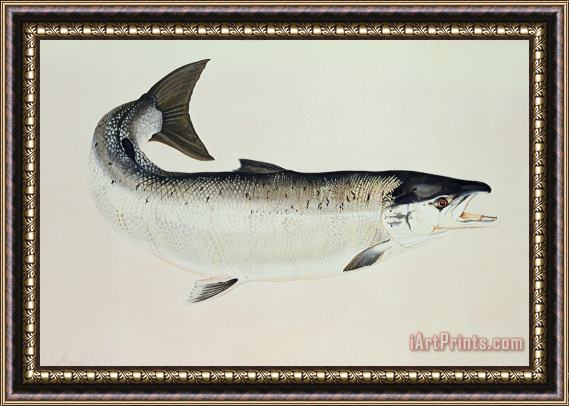 Jeanne Maze Salmon Framed Painting