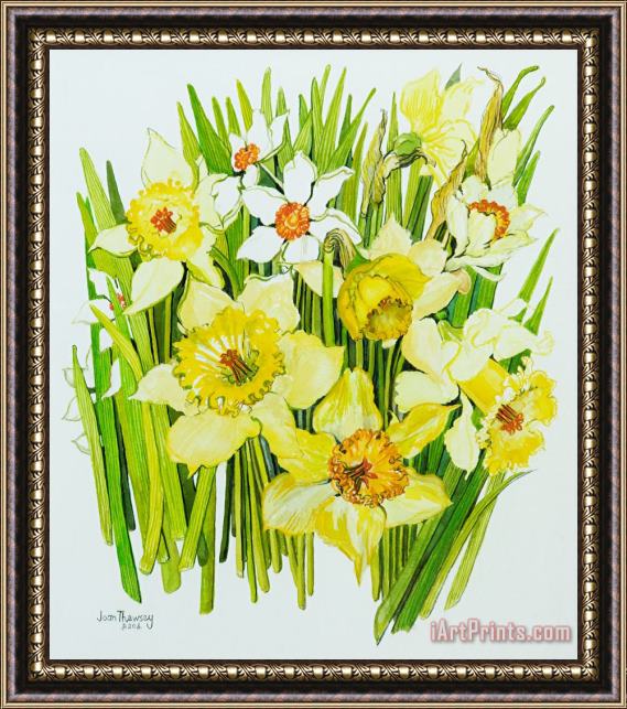 Joan Thewsey Daffodils And Narcissus Framed Painting