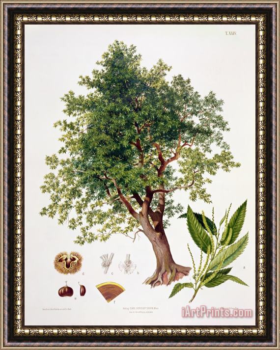 Johann Kautsky Sweet Chestnut Framed Print