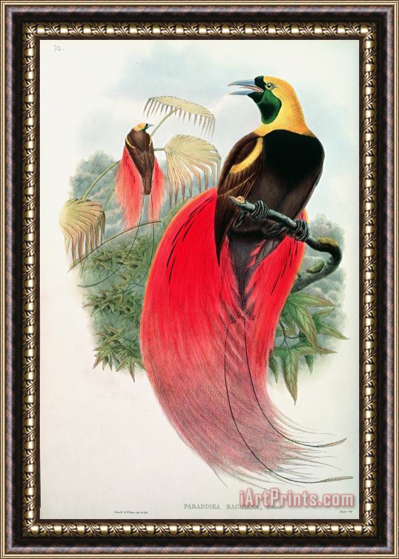 John Gould Bird of Paradise Framed Print