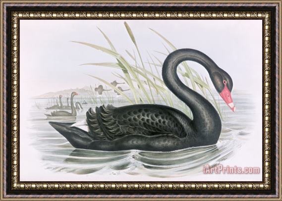 John Gould The Black Swan Framed Print