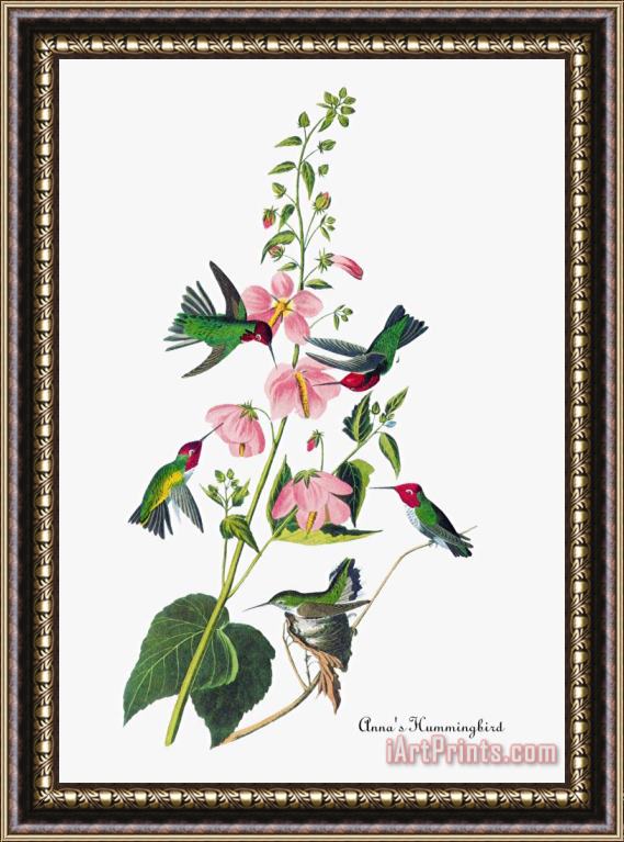 John James Audubon Anna's Hummingbird Framed Painting