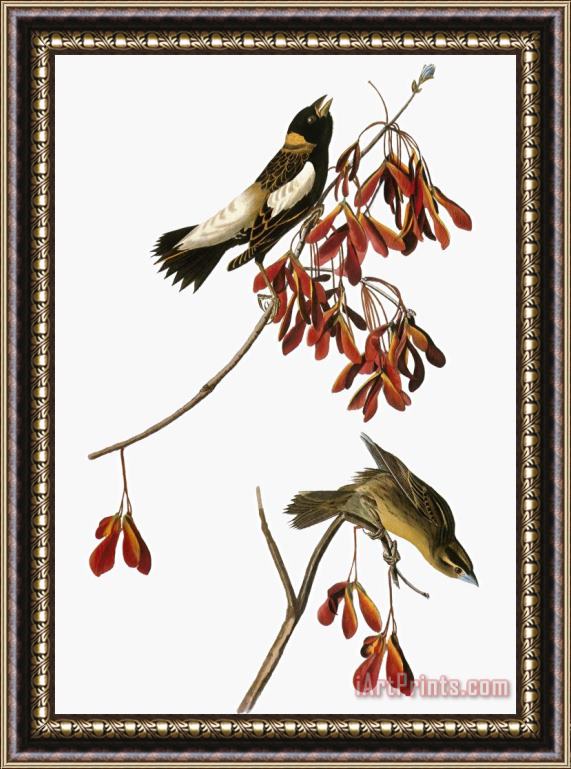 John James Audubon Audubon Bobolink Framed Print