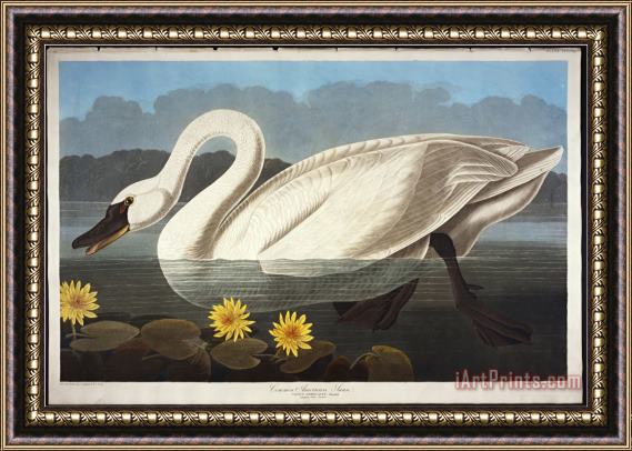 John James Audubon Audubon Common American Swan Whistling Swan Framed Print