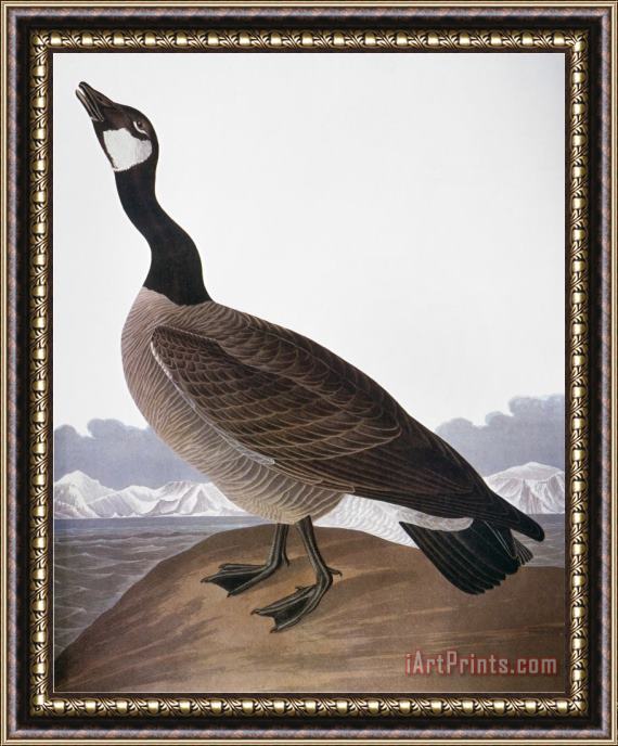 John James Audubon Audubon Goose 1827 Framed Painting