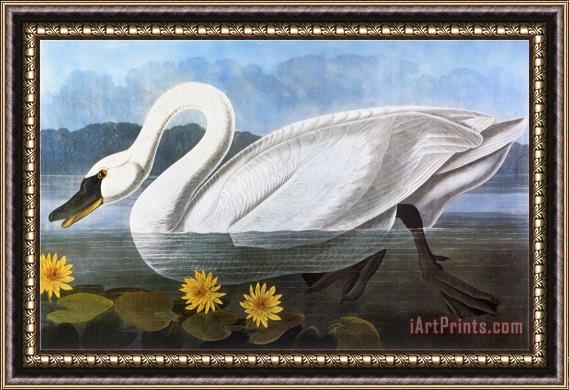 John James Audubon Audubon Swan 1827 Framed Print