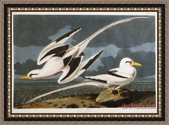 John James Audubon Audubon Tropic Bird Framed Print