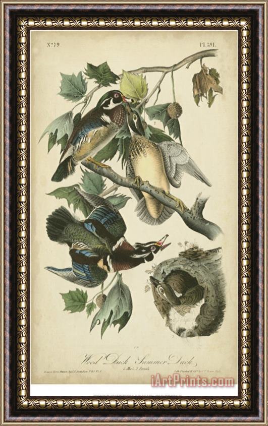John James Audubon Audubon Wood Duck Framed Painting