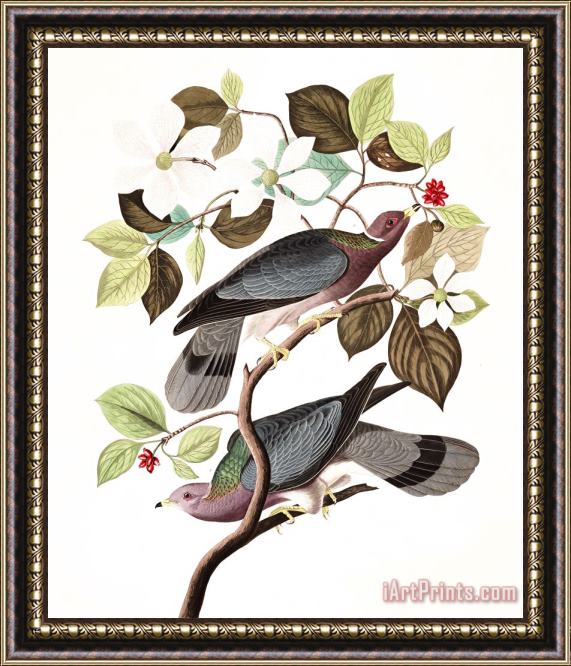 John James Audubon Band Tailed Pigeon Framed Painting