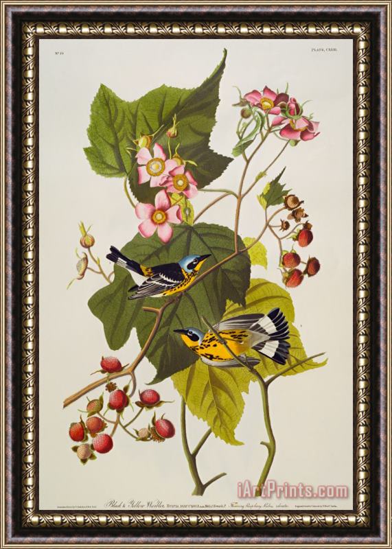 John James Audubon Black And Yellow Warbler Framed Painting