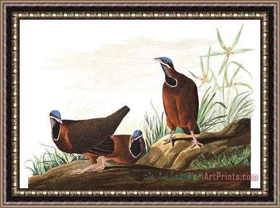 John James Audubon Blue Headed Pigeon Framed Painting