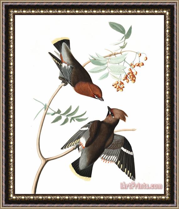John James Audubon Bohemian Chatterer Framed Print