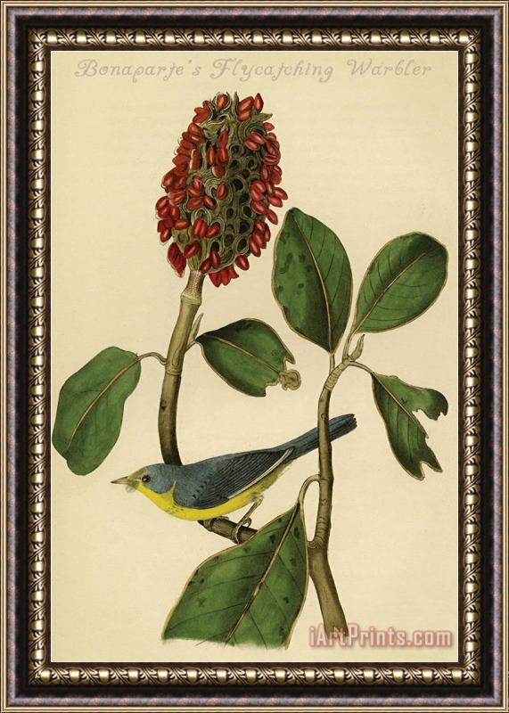 John James Audubon Bonaparte's Flycatching Warbler Framed Painting