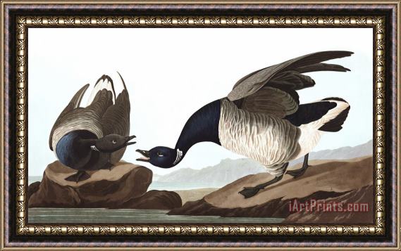John James Audubon Brant Goose Framed Painting