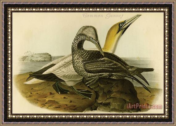 John James Audubon Common Gannet Framed Print