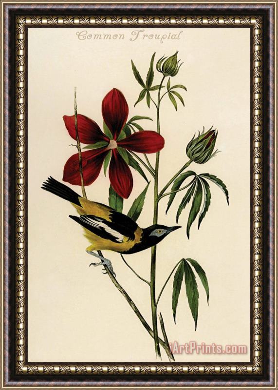 John James Audubon Common Troupial Framed Print