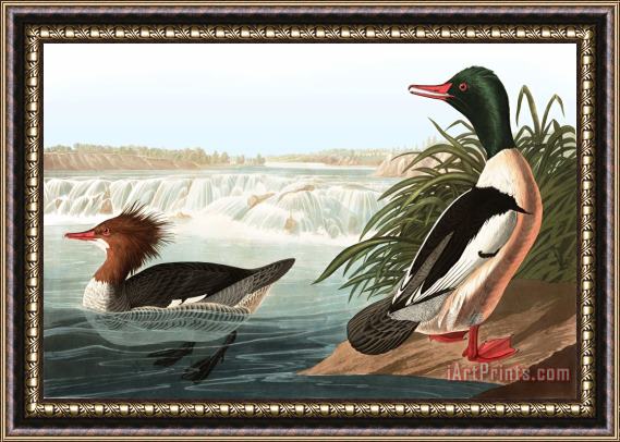 John James Audubon Goosander Framed Print