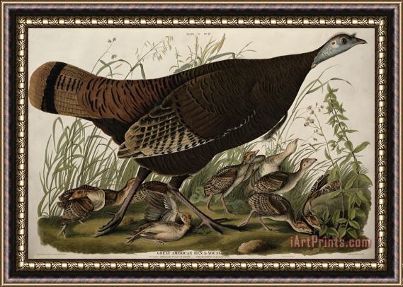 John James Audubon Great American Hen and Young Framed Print