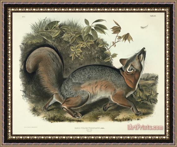 John James Audubon Grey Fox Framed Print