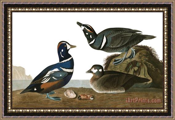John James Audubon Harlequin Duck Framed Print