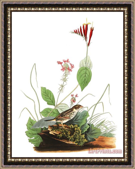 John James Audubon Henslow's Bunting Framed Print
