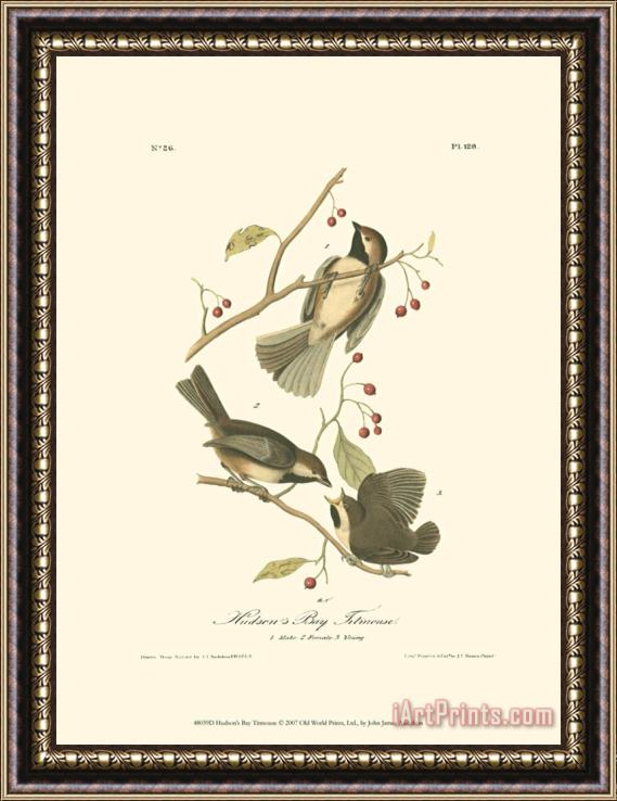 John James Audubon Hudson's Bay Titmouse Framed Print