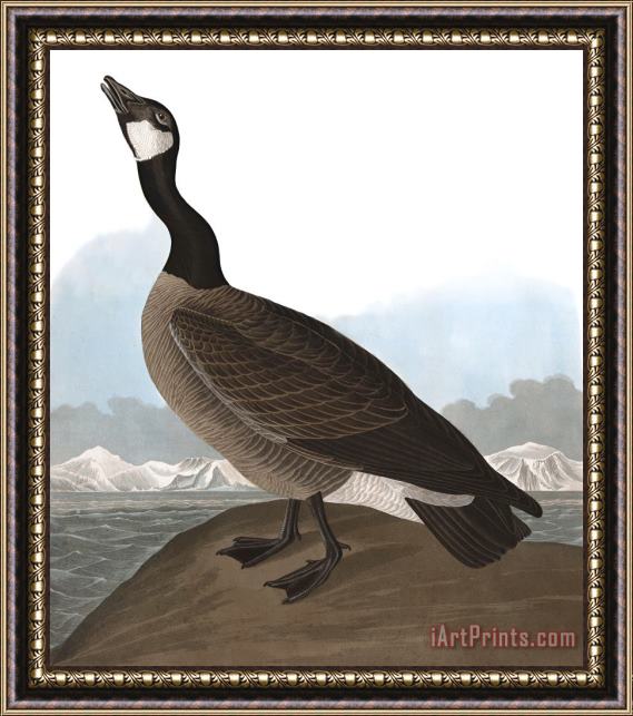 John James Audubon Hutchins's Barnacle Goose Framed Painting