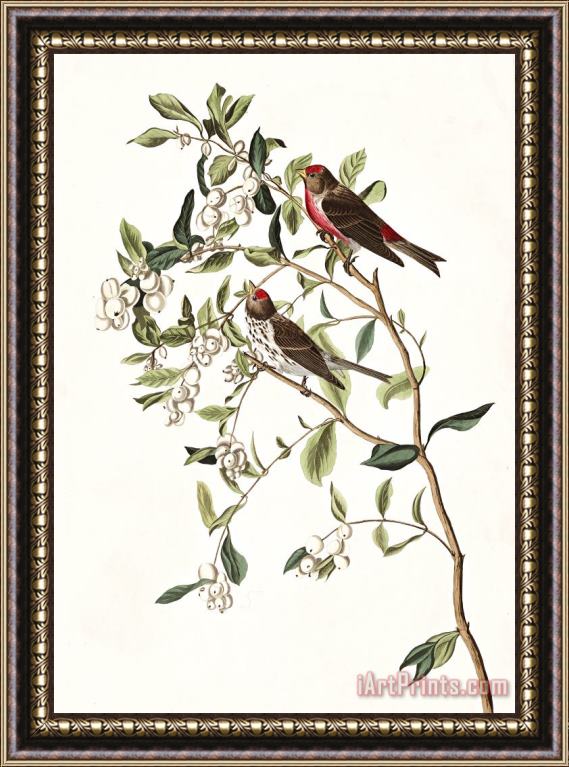 John James Audubon Lesser Red Poll Framed Painting
