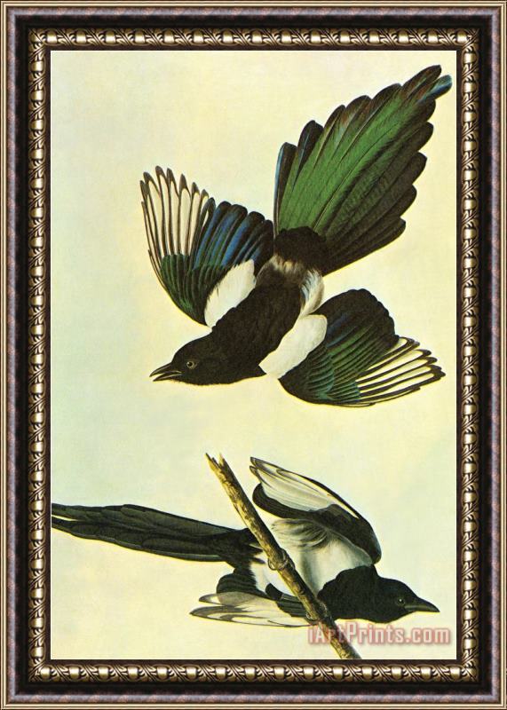 John James Audubon Mallard Framed Print