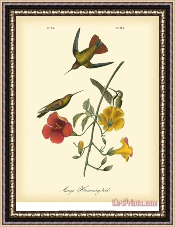 John James Audubon Mango Hummingbird Framed Print