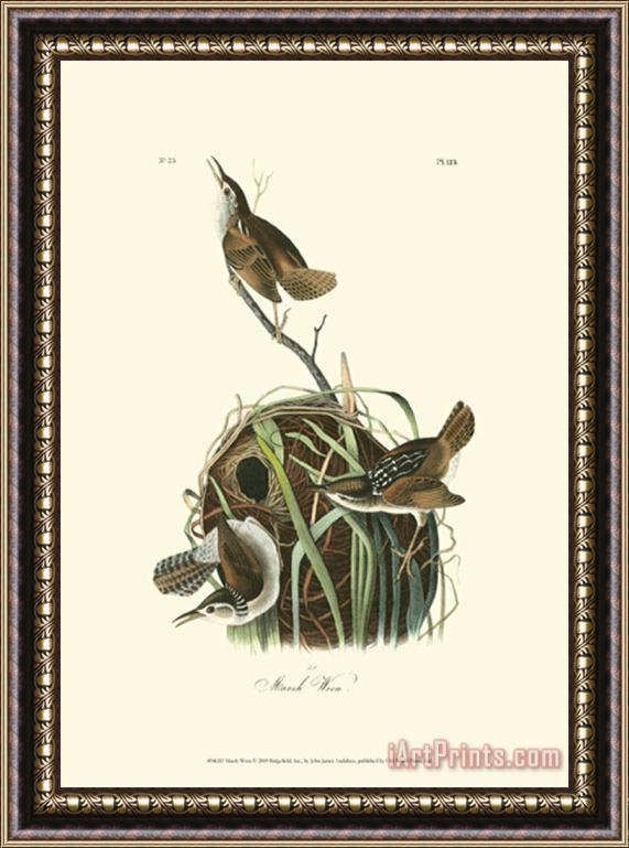 John James Audubon Marsh Wren Framed Print