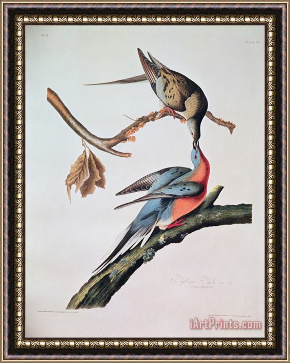 John James Audubon Passenger Pigeon From Birds of America Framed Painting