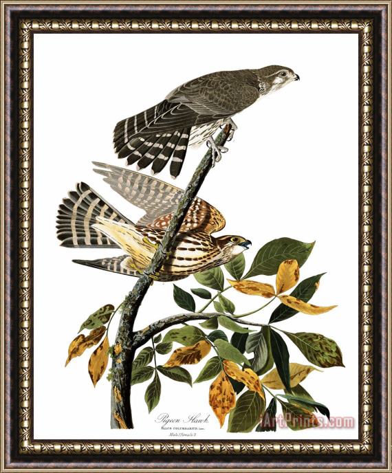 John James Audubon Pigeon Hawk Framed Painting