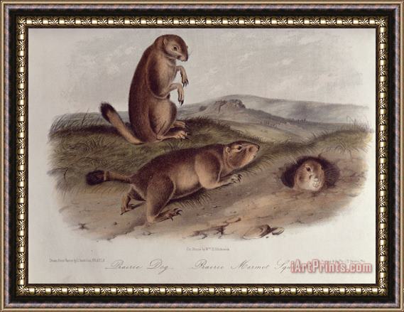 John James Audubon Prairie Dog Framed Painting