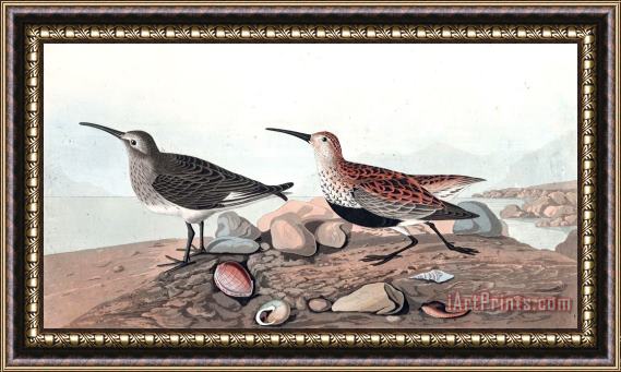 John James Audubon Red Backed Sandpiper Framed Print