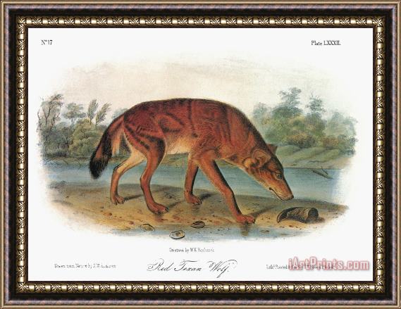 John James Audubon Red Wolf Canis Lupus Framed Print
