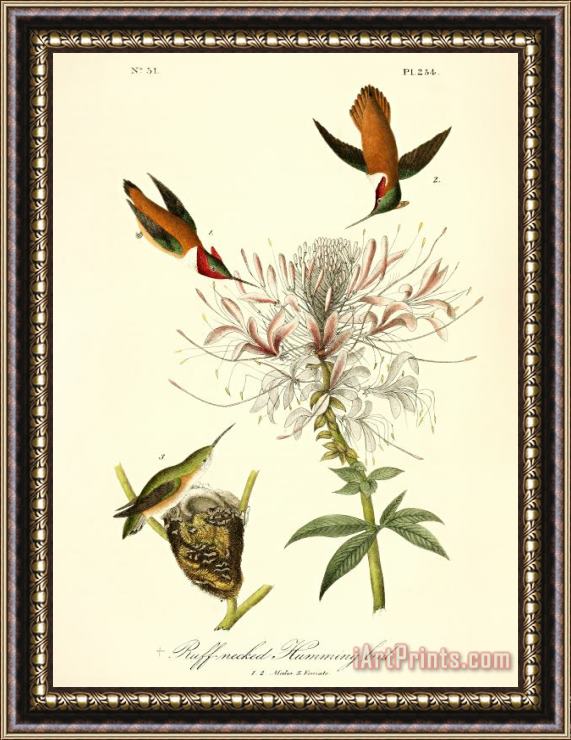 John James Audubon Ruff Neck Hummingbird Framed Print