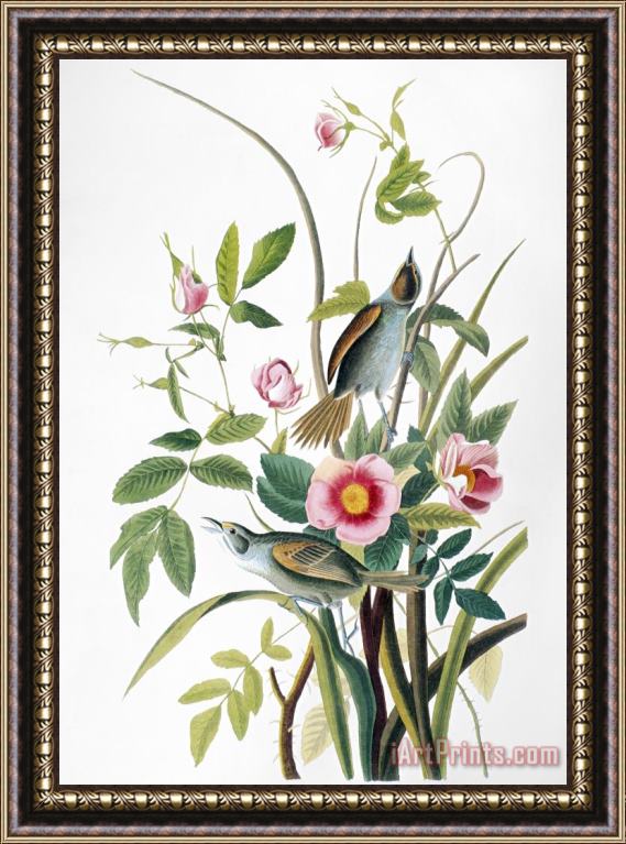 John James Audubon Seaside Sparrow 1858 Framed Painting