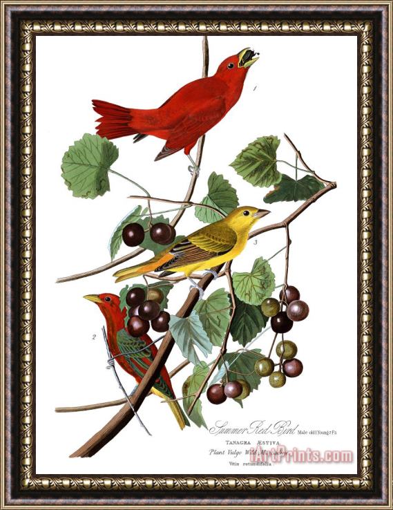 John James Audubon Summer Red Bird Framed Print