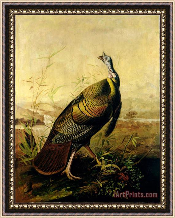 John James Audubon The American Wild Turkey Cock Framed Painting