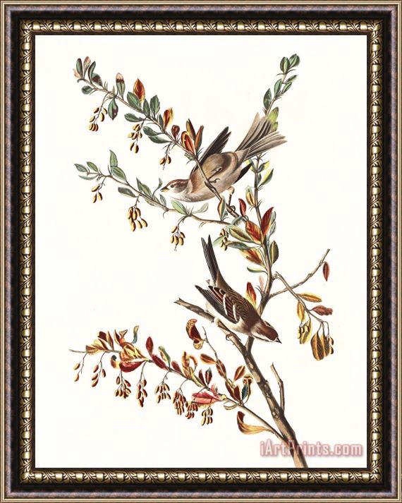 John James Audubon Tree Sparrow Framed Print
