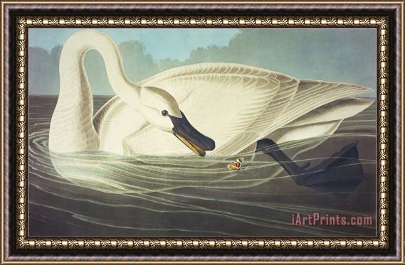John James Audubon Trumpeter Swan Olor Buccinator Plate Ccccvi From The Birds of America Framed Painting