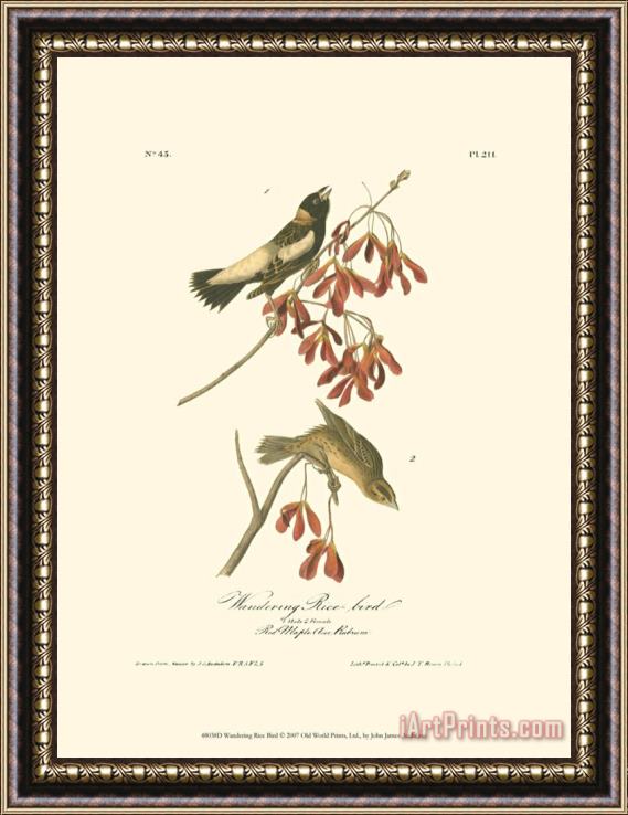 John James Audubon Wandering Rice Bird Framed Print