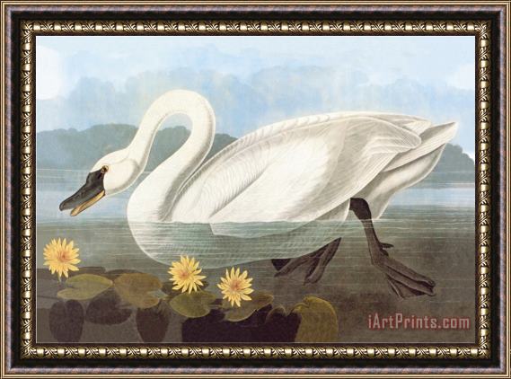 John James Audubon Whistling Swan Framed Painting