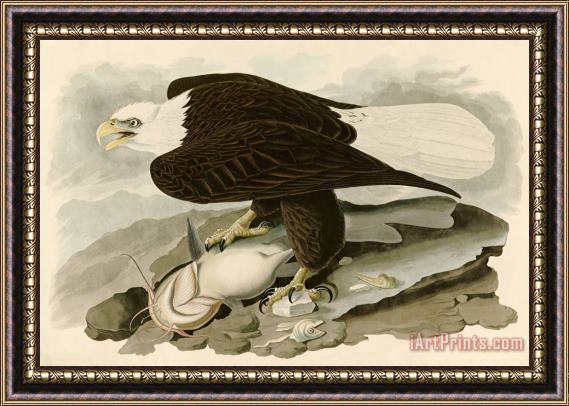 John James Audubon White Headed Eagle Framed Painting