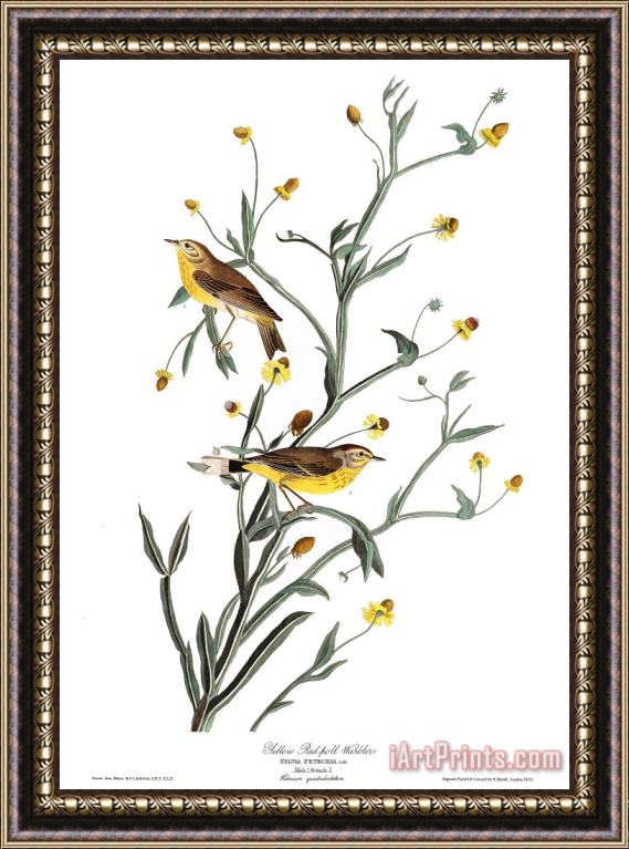 John James Audubon Yellow Red Poll Warbler Framed Painting