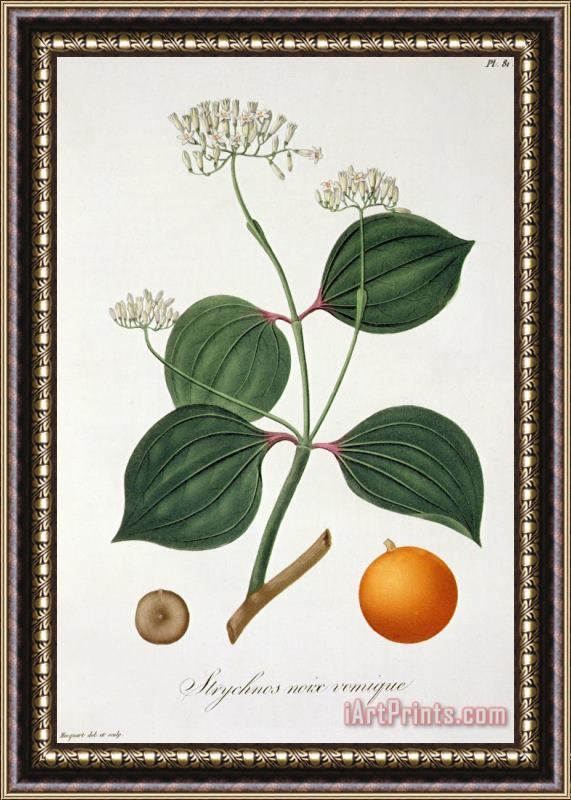 L F J Hoquart Strychnos Nux Vomica From 'phytographie Medicale' By Joseph Roques Framed Painting